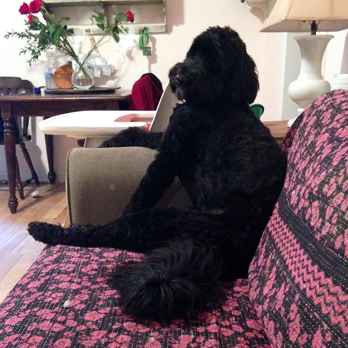 Portuguese Water Dog sitting on a sofa with a paw on the armrest