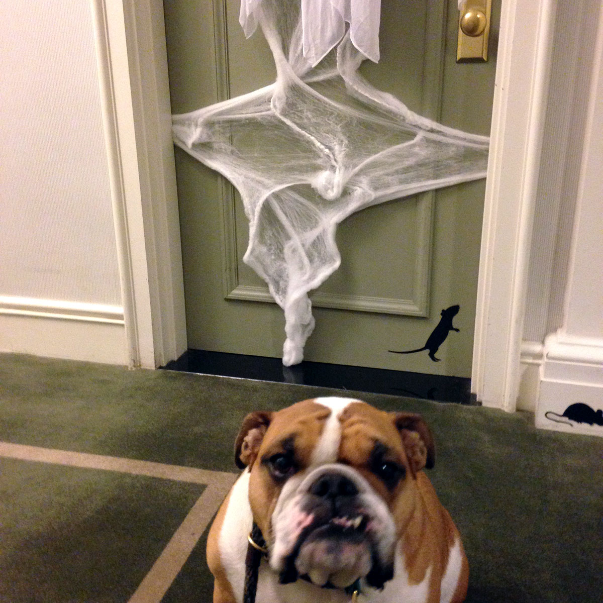 Bulldog in front of a door decorated with cobwebs for Halloween