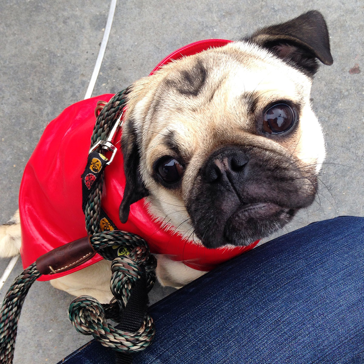 Pug in a red coat