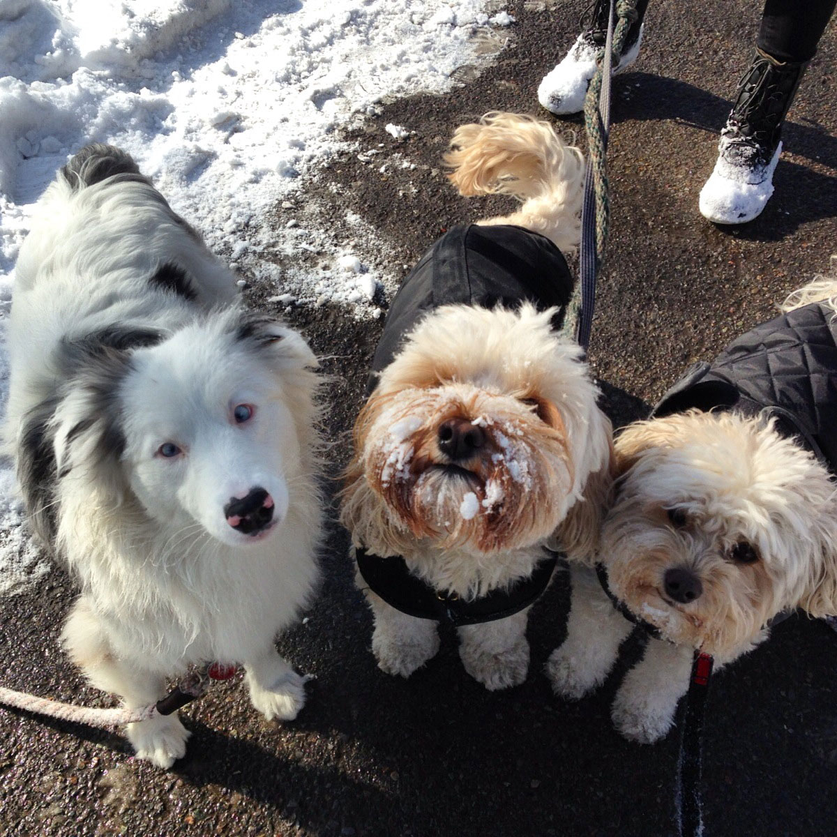 Three fluffy white dogs with snow on their faces