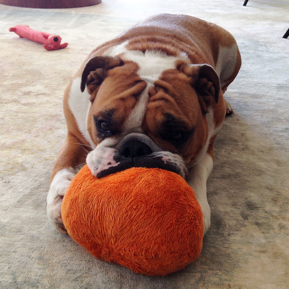 English Bulldog playing with a stuffed pumpkin