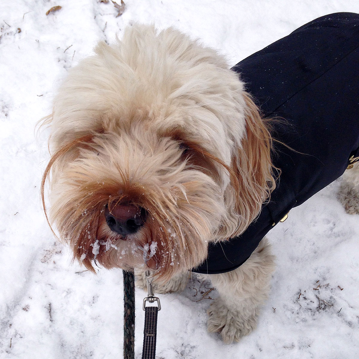 Goldendoodle with long eyelashes and snow on his face