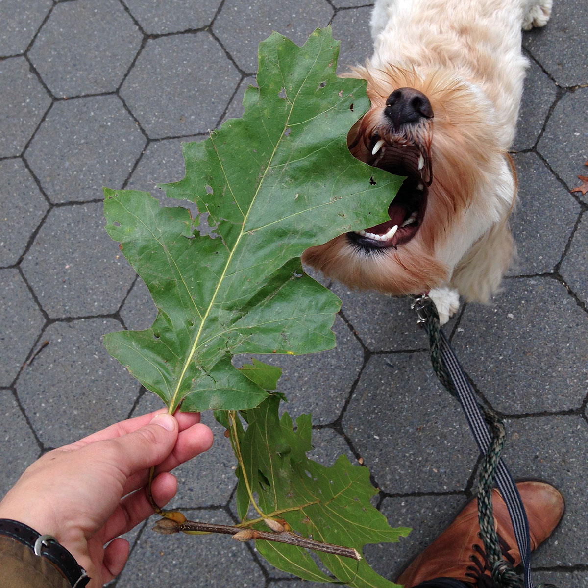 Goldendoodle about to take a chomp out of a leaf