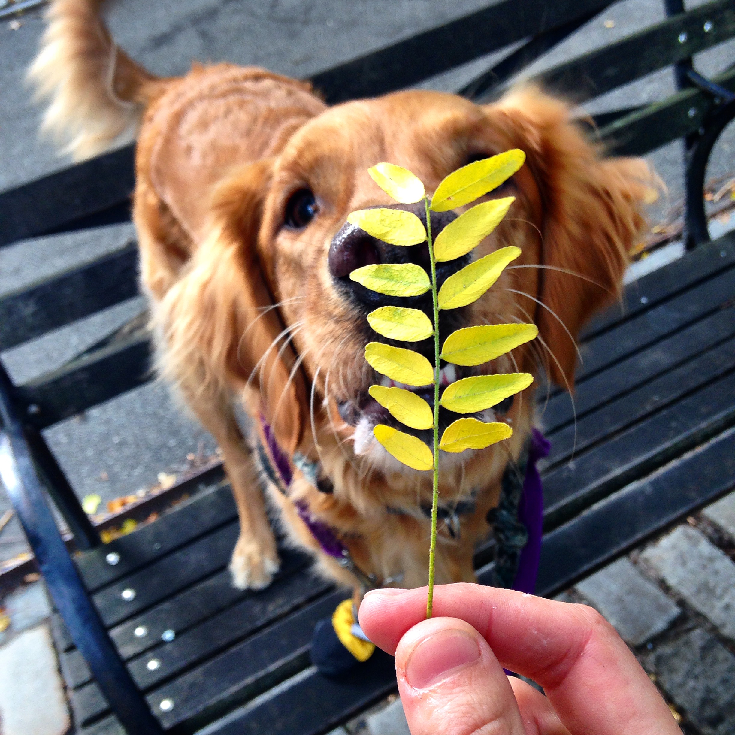 Golden retriever with a yellow autumn leaf
