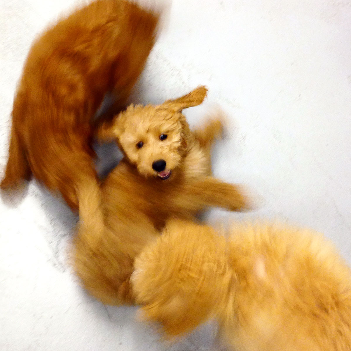 Doodle puppies playing