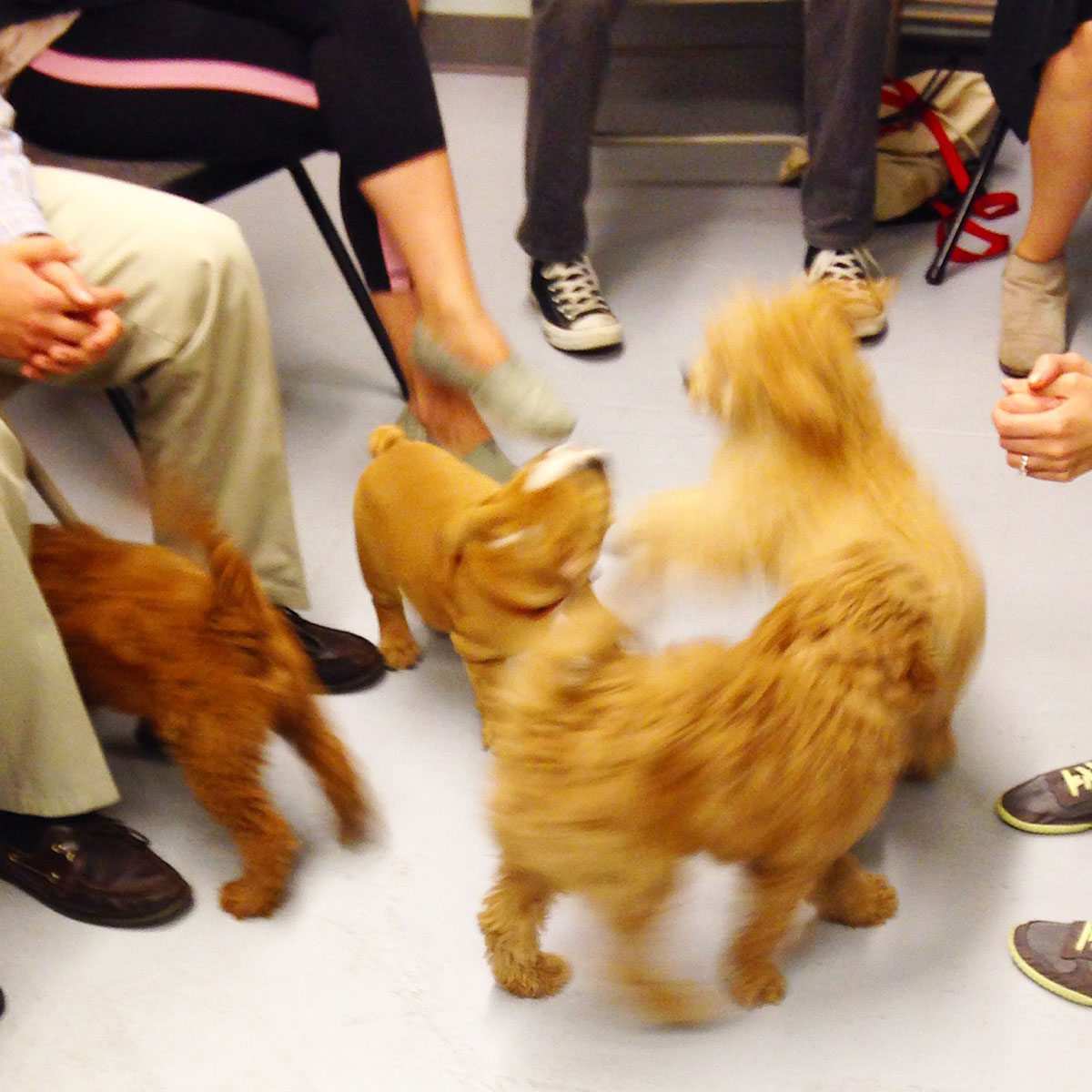 Doodle puppies playing between their owner's legs