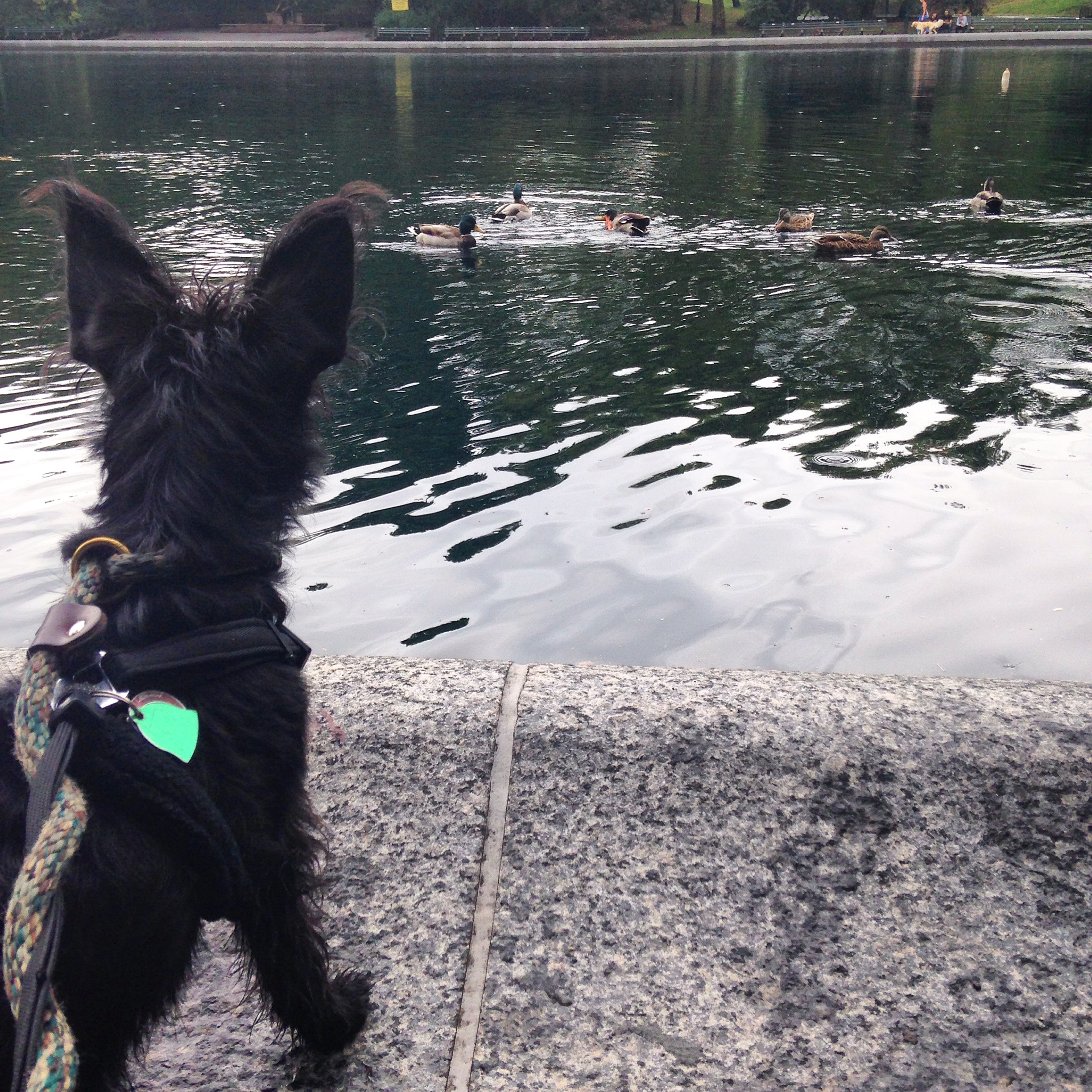 Black terrier type puppy looking at some ducks in a fountain