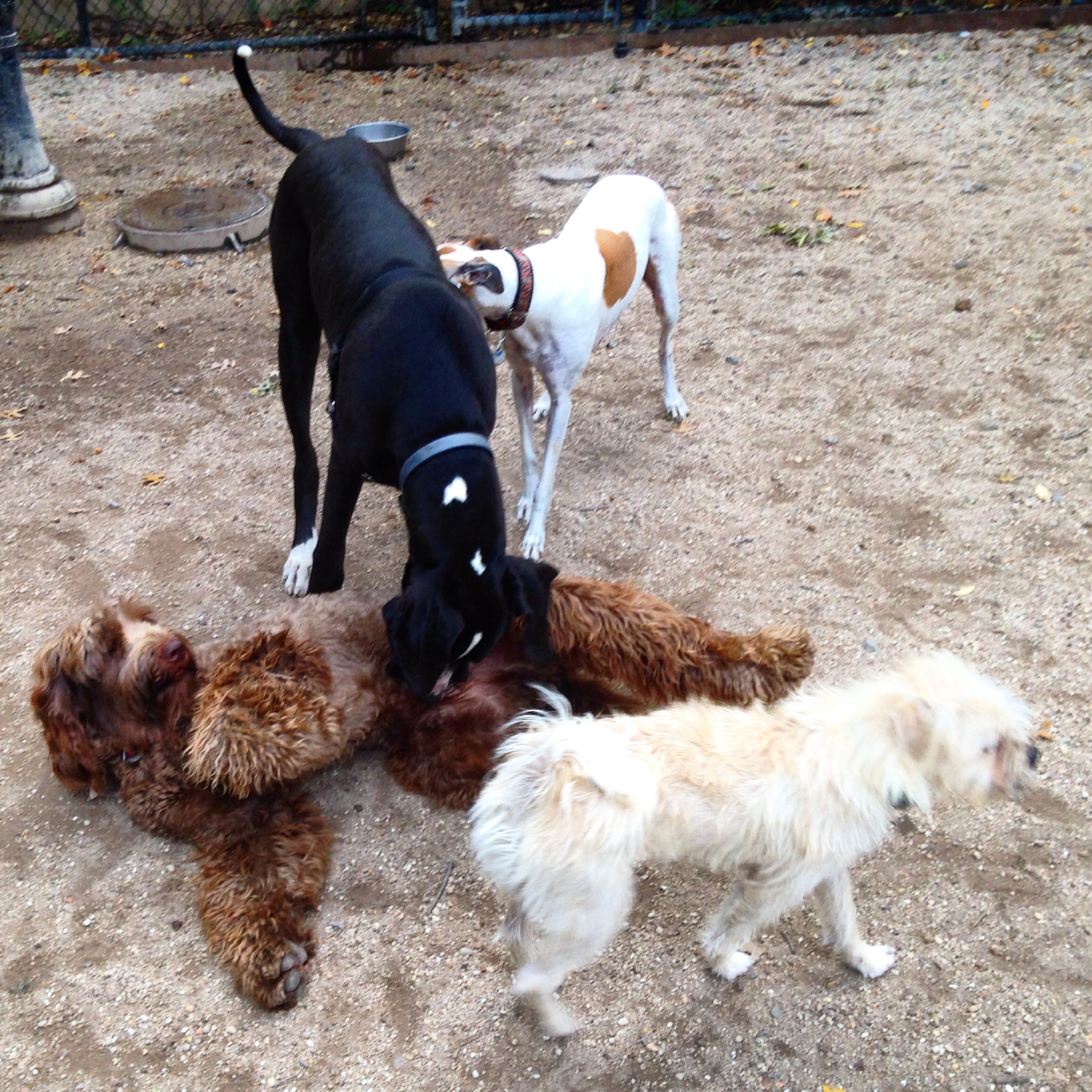 Four dogs sniffing each other in a dog park
