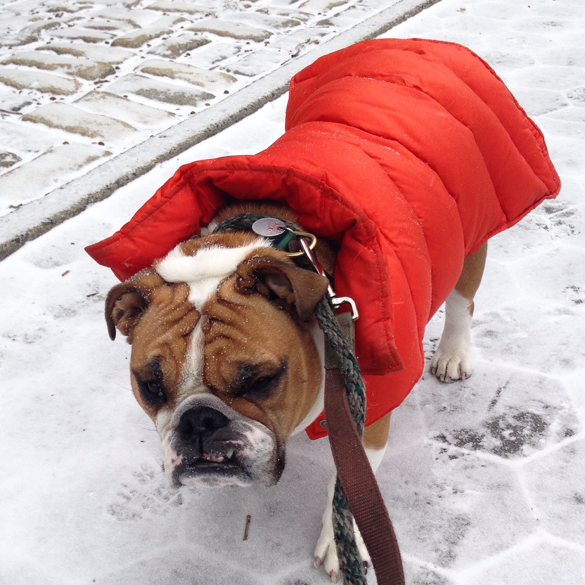 English bulldog in an orange coat in the snow