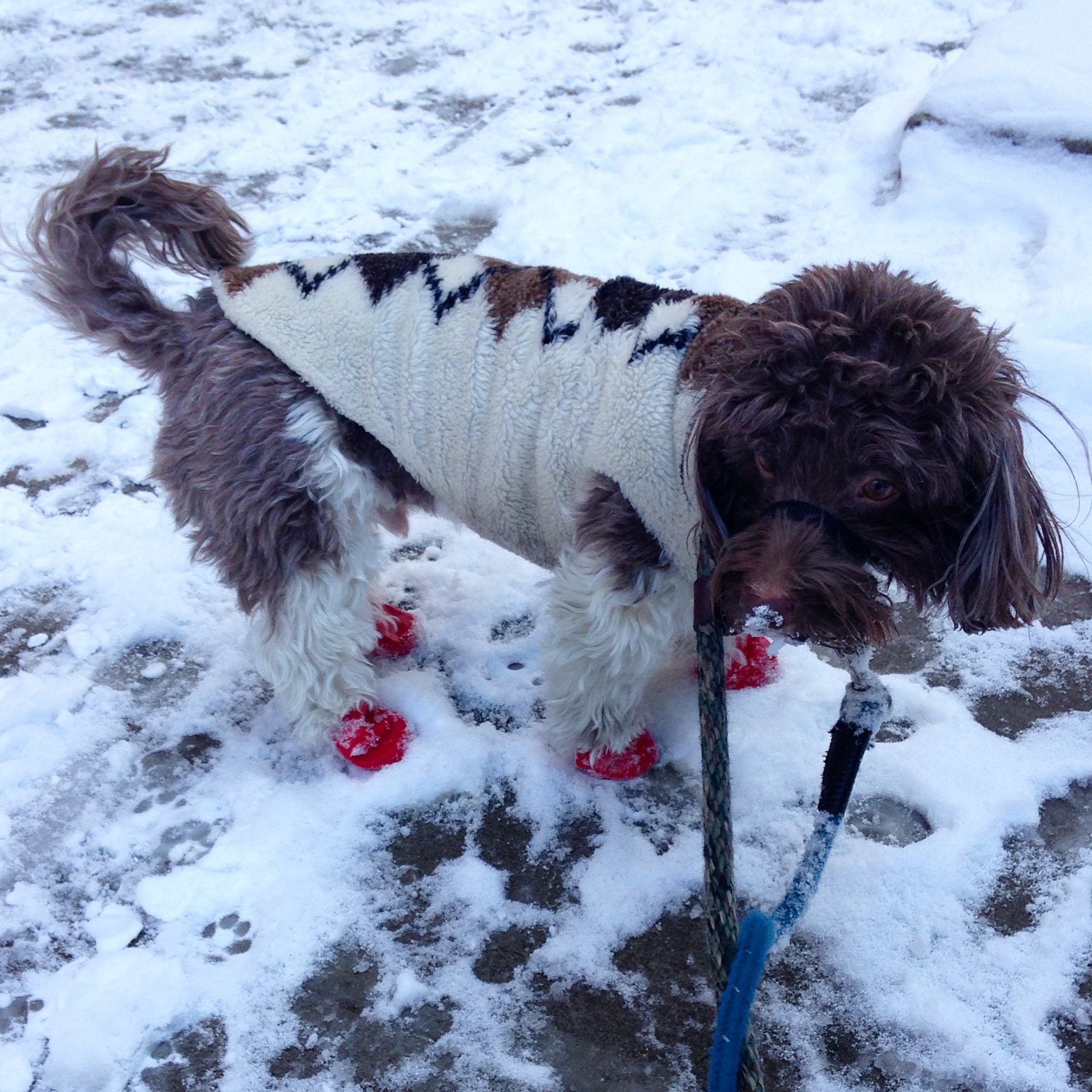 Havanese dog in a sweater and red booties in the snow